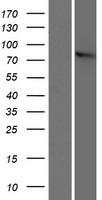 ZYG11B Human Over-expression Lysate