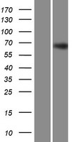 Zinc finger protein 668 (ZNF668) Human Over-expression Lysate
