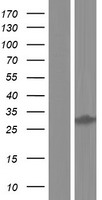 DHRS12 Human Over-expression Lysate