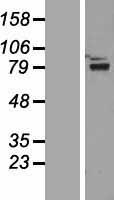 ZNF750 Human Over-expression Lysate