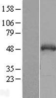 SNIP1 Human Over-expression Lysate