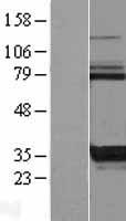 KCTD17 Human Over-expression Lysate