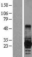 Lin28 (LIN28A) Human Over-expression Lysate