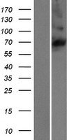 C16orf44 (KLHL36) Human Over-expression Lysate