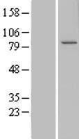 CCDC82 Human Over-expression Lysate