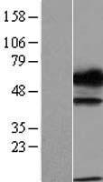 TXNDC15 Human Over-expression Lysate