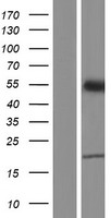 ZDHHC14 Human Over-expression Lysate