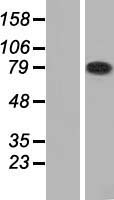 HHIPL2 Human Over-expression Lysate