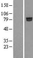 SHCBP1 Human Over-expression Lysate
