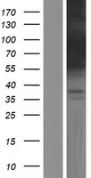 C14orf169 Human Over-expression Lysate