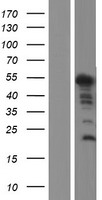 C14ORF140 (ZC2HC1C) Human Over-expression Lysate