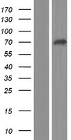 GALNT12 Human Over-expression Lysate