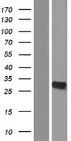 YRDC Human Over-expression Lysate