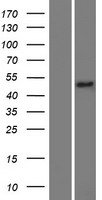 METTL8 Human Over-expression Lysate