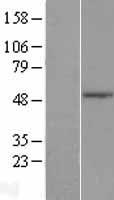 TLE6 Human Over-expression Lysate