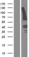 C18orf22 (RBFA) Human Over-expression Lysate