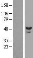 TUBAL3 Human Over-expression Lysate