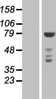 NEK11 Human Over-expression Lysate