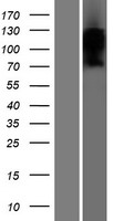TMEM180 (MFSD13A) Human Over-expression Lysate