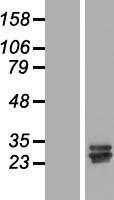 CCDC134 Human Over-expression Lysate