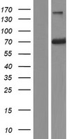 RABEP2 Human Over-expression Lysate