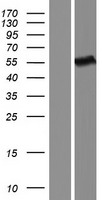 DOK3 Human Over-expression Lysate