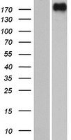 PREX2 Human Over-expression Lysate