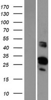 GRRP1 (FAM110D) Human Over-expression Lysate