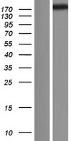 Sperm Flagellar 2 (SPEF2) Human Over-expression Lysate