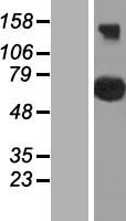 CEP76 Human Over-expression Lysate