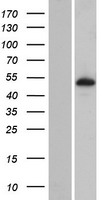 C10orf81 (PLEKHS1) Human Over-expression Lysate