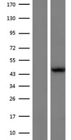 L2HGDH Human Over-expression Lysate