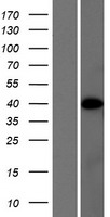 FLJ14213 (PRR5L) Human Over-expression Lysate