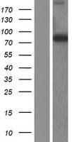 THNSL1 Human Over-expression Lysate