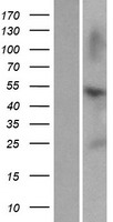 ZNF672 Human Over-expression Lysate