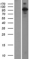 RIN3 Human Over-expression Lysate