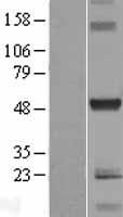 C10orf88 Human Over-expression Lysate