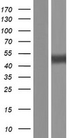 C5ORF44 (TRAPPC13) Human Over-expression Lysate