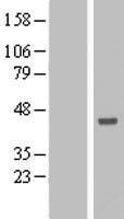 ANKRD53 Human Over-expression Lysate