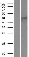 ZNF 556 (ZNF556) Human Over-expression Lysate
