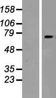SLC24A6 (SLC8B1) Human Over-expression Lysate