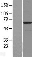DGLUCY Human Over-expression Lysate