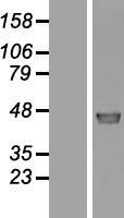 C10orf97 (FAM188A) Human Over-expression Lysate