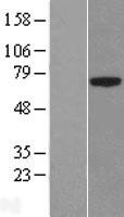 PLBD1 Human Over-expression Lysate