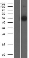 ZNF703 Human Over-expression Lysate