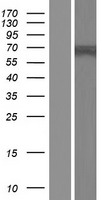 MROH9 Human Over-expression Lysate