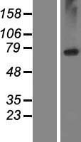 LRRC8E Human Over-expression Lysate