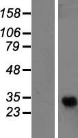 GPR110 (ADGRF1) Human Over-expression Lysate