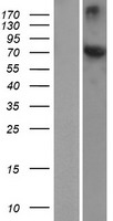 HSPA12A Human Over-expression Lysate