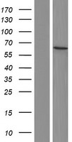 DCAF17 Human Over-expression Lysate